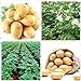 foto Shoopy Star 200 pz semi di patate bonsai decorazione DELICIOUS semi di ortaggi verdi OMG fai da te pla recensione