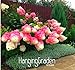 Foto Neuer Ankunfts-100 Stk / Packung Vanille-Erdbeer-Hydrangea-Blumen-Samen für Pflanzen der Blumen Bonsai oder Baumsamen-Hausgarten Rezension