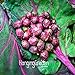 foto 200pc semi viola melanzana. Naturale sementi di ortaggi verdi. il ricco giardino piantato Semplice recensione