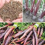 Rosepoem 500pcs drago viola carota Semi Heirloom fai da te giardino Semi orticoltura foto, nuovo 2024, miglior prezzo EUR 8,99 recensione