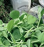 Germogli di pisello di zucchero - la parte piu gustosa della pianta - Baby Leaf - semi foto, nuovo 2024, miglior prezzo EUR 2,62 recensione