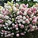 foto 30 rari semi di ortensia bella fragola ortensie semi di fiori facile crescono piante bonsai per giardino di casa libera il trasporto recensione