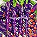 foto 300PCS / bag Drago viola di semi di carota ginseng anti-aging nutriente Bonsai piante Semi per la casa e il giardino recensione