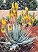 foto Pinkdose 30Pcs Rare pianta Gigante del Succulent Cactus Piante commestibili Piante di Bellezza Erbe Piante da Giardino perenne fioritura: 10 recensione