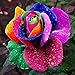 foto Ncient 50/100/200 Semi Sementi di Rosa Colorata Semi Fiori Rari Profumati Piante per Orto Giardino Balcone Interni ed Esterni recensione