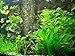 Foto 30 Aquarienpflanzen & 1000 ml Bachflohkrebse (Gammerus), Wasserpflanzen Rezension