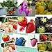 foto 1500 semi 15 tipi di semi di fragola nero, bianco, giallo, blu, rosso, giganti, arancio, pruple, verde giardino piante da frutto recensione