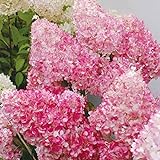 20pcs / semi Beauty Bag Fragola Ortensia fiori per il giardino domestico Seminare foto, nuovo 2024, miglior prezzo EUR 1,33 recensione