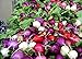 foto Shoopy Star 100 ravanello semi arcobaleno di verdure per la casa giardino NO-OGM recensione