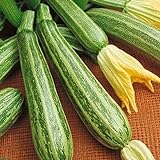 Zucchino lungo Fiorentino (Semente) foto, nuovo 2024, miglior prezzo EUR 1,10 recensione