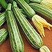 foto Zucchino lungo Fiorentino (Semente) recensione