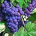 foto Pinkdose 30seds / bag seme fertilizzante frutto di semi d'uva frutta balcone in vaso 5: 5 recensione