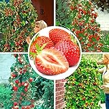 100pcs semi di fragola rampicante fragola semi di piante da frutto giardino domestico foto, nuovo 2024, miglior prezzo EUR 1,59 recensione