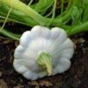 Ufo Zucchini Weiß 10 Samen Foto, neu 2024, bester Preis 2,29 € Rezension