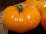 30 semillas de desayuno hoja de papa de Kellogg - Tomates Orange Foto, nuevo 2024, mejor precio 17,40 € revisión