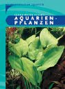 Aquarienpflanzen Foto, neu 2024, bester Preis 5,32 € Rezension
