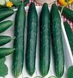 David's Garden Seeds Cucumber Slicing Burpless Early Spring 8253 (Green) 50 Non-GMO, Hybrid Seeds Photo, new 2024, best price $4.45 review