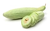 Armenian Yard-Long Cucumber Seeds - Non-GMO - 4 Grams, Approximately 130 Seeds Photo, new 2024, best price $5.99 review