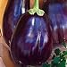 Photo Eggplant Black Beauty Great Heirloom Vegetable 1,300 Seeds review