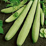 Las semillas de pepino armenio Yard largas (Cucumis melo var. Flexuosus) 30 + 120 + (Semillas) Foto, nuevo 2024, mejor precio 9,78 € revisión