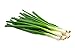 Photo Scallion Bunching Onion Seeds, 250+ Evergreen Hardy White, Heirloom, Non-GMO, Allium fistulosum review
