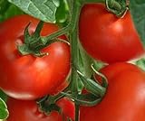 Tomaten Samen Tomaten Saat Saatgut Tomaten Tomatensamen Tomatensamen (IDEAL) Foto, neu 2024, bester Preis 3,00 € Rezension