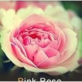 Lot de 20 Graine Rose Rosier ROSE Photo, nouveau 2024, meilleur prix 5,00 € examen