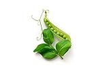 Pea Seeds for Planting - Sprouting - Microgreens - Oregon Sugar Pod II - About 100 Vegetable Seeds! Photo, new 2024, best price $6.99 review
