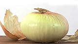 MOCCUROD 100 Georgia Sweet Vidalia Onion Seeds Home Vegetable Garden Seeds Photo, new 2024, best price $7.99 ($0.08 / Count) review