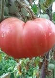 Tomaten Samen Tomaten Saat Saatgut Tomaten Tomatensamen Tomatensamen (PINK MAGIC) Foto, neu 2024, bester Preis 3,00 € Rezension