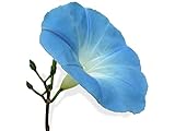 15 graines Fleurs - IPOMEE géante bleu d'azur H. 5 Mètres - Ipomoea Photo, nouveau 2024, meilleur prix 2,18 € (0,15 € / unité) examen