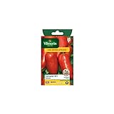 Vilmorin - Sachet graines Tomate Cornabel HF1 Photo, nouveau 2024, meilleur prix 7,75 € (0,39 € / Count) examen