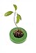 Foto R&R SHOP Avocado Germinator - Maceta flotante para germinación de aguacate, kit de cultivo de semillas, plástico de maíz 100% reciclable y compostable (Verde) revisión