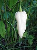 Bhut Jolokia, White Ghost Chili Pepper, World's Hottest Pepper, Capsicum Chinense (Seeds) (10 Seeds) Photo, new 2024, best price $7.59 ($0.76 / Count) review