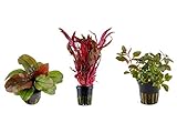 Tropica Pflanzen Set 3 schöne rote Topf Pflanzen Aquariumpflanzenset Nr.12 Wasserpflanzen Aquarium Aquariumpflanzen Foto, neu 2024, bester Preis 17,99 € Rezension