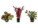 Foto Tropica Pflanzen Set 3 schöne rote Topf Pflanzen Aquariumpflanzenset Nr.12 Wasserpflanzen Aquarium Aquariumpflanzen Rezension