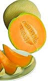 Burpee Hale's Best Jumbo Cantaloupe Melon Seeds 200 seeds Photo, new 2024, best price $6.20 review