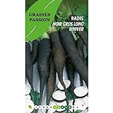 Graines Passion sachet de graines Radis noir gros long d'hiver Photo, nouveau 2024, meilleur prix 5,50 € examen