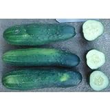 County Fair F1 Hybrid Cucumber Seeds (40 Seed Pack) Photo, new 2024, best price $5.19 review