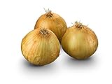 Texas Early Grano Onions Seeds, 300 Heirloom Seeds Per Packet, Non GMO Seeds, Botanical Name: Allium cepa, Isla's Garden Seeds Photo, new 2024, best price $5.99 ($0.02 / Count) review