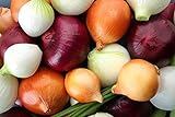 Multicolor Onion Seed Mx for Planting About 200 Seeds Photo, new 2024, best price $7.55 review