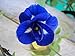 Foto Tara-jardín de 50 semillas mariposa azul semillas de guisante CLITORIA ternatea vid de la flor Oganic NATIVE revisión