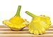 Foto Gelbe Ufo Zucchini Yellow Squash - 20 Samen Rezension