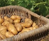 Russet Seed Potatoes NON-GMO Photo, new 2024, best price $14.99 review