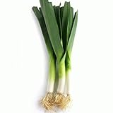 Large American Flag Leek Seeds, 500 Heirloom Seeds Per Packet, Non GMO Seeds, Botanical Name: Allium ampeloprasum, Isla's Garden Seeds Photo, new 2024, best price $5.99 ($0.01 / Count) review