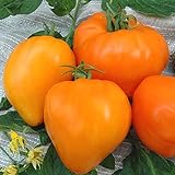 Tomate Altai Honig - Sehr Leckere Tomatensorte - ertragreich - 10 Samen Foto, neu 2024, bester Preis 3,70 € Rezension