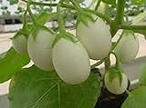 25 Pianta Delle Uova Seeds, Excellent italian Small white Eggplant Photo, new 2024, best price $2.99 review
