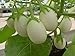 Photo 25 Pianta Delle Uova Seeds, Excellent italian Small white Eggplant review