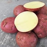 200 Stück Kartoffelsamen Schnell wachsende hoch ertragreiche rote hoch ertragreiche Gemüsesamen für den Garten - Kartoffelsamen Foto, neu 2024, bester Preis 8,78 € Rezension