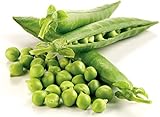 Non-GMO, Pea Seeds, 130 Seeds, Bend and Snap Pea Photo, new 2024, best price $5.05 review